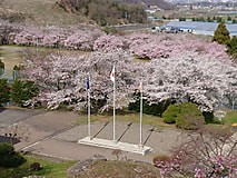 桜の花が見ごろを迎えました