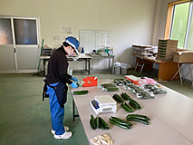 キュウリの出荷が始まりました