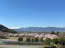 🌸桜の開花情報