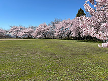 🌸桜の開花情報