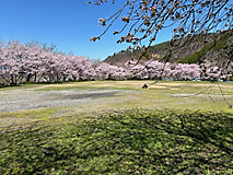 🌸桜の開花情報