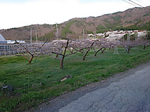 桜の花が見ごろを迎えました