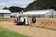 小麦のコンバイン収穫を行いました。
